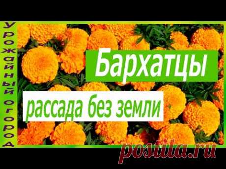 РАССАДА БАРХАТЦЕВ БЕЗ ЗЕМЛИ! - YouTube