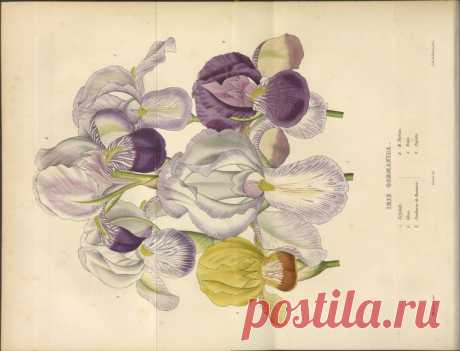 Portefeuille des horticulteurs : Free Download, Borrow, and Streaming : Internet Archive