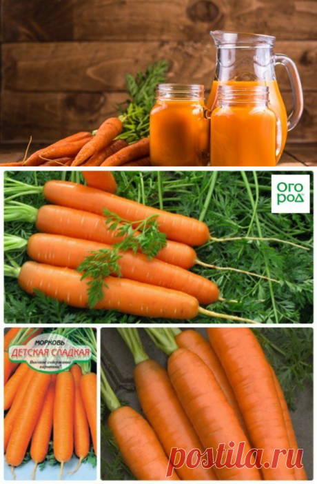 Топ-8 самых сладких сортов моркови для соков, салатов и пирогов | На грядке (Огород.ru)