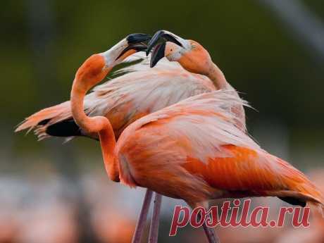 Красный, или карибский фламинго – самый яркий представитель семейства. Его имя происходит от искаженного испанского «фламенко» – то ли из-за яркого оперения птиц, то ли из-за их танцующей походки. Это фото – из статьи «Ад, где рождаются райские птицы»: