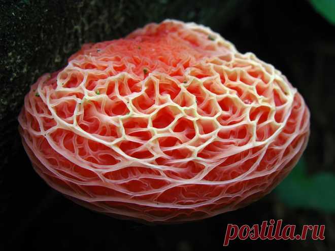 ФотоТелеграф » Самые красивые грибы в мире