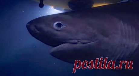 Атаку гигантских акул на подводную лодку сняли на видео - фрагменты из жизни | Tengrinews