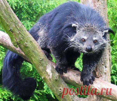 Binturong - Asian Bearcat with Large Bushy Tail | Animal Pictures and Facts | FactZoo.com