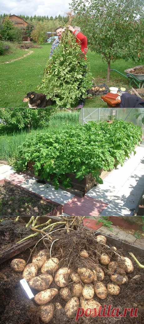 Выращивание картофеля на сверхмалой площади.