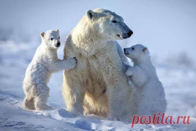 Видео: белый медведь догнал и съел медвежонка — National Geographic Россия