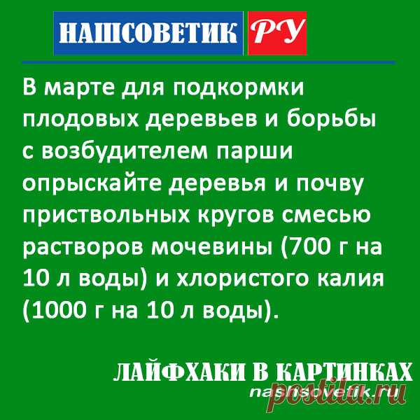 Чем опрыскать плодовые деревья в марте: берём на заметку. Такая обработка позволит подкормить растения и защитить их от парши.