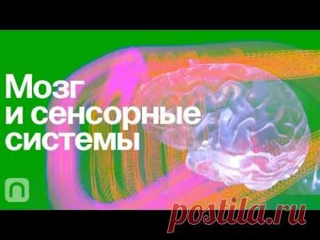 Мозг и сенсорные системы – курс Вячеслава Дубынина / ПостНаука