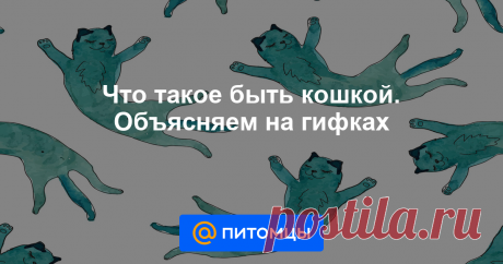 Что такое быть кошкой. Объясняем на гифках Кошки не похожи на людей, кошки это кошки . С текстом песни группы Браво не поспоришь: человеческий и кошачий миры очень разные. Рассказываем и показываем.