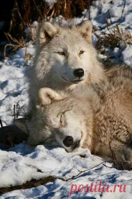 You sleep while I keep watch Wolves Arctic wolf, Wolf, Wolf love в Яндекс.Коллекциях