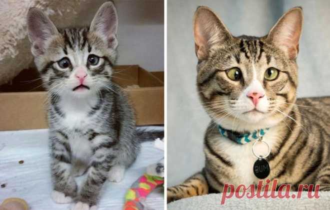 18 кошек, которые выросли и превратились из маленьких котят в величественных котяр