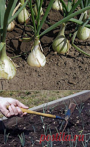 Усадьба | Огородник : Как получить высокий урожай лука?