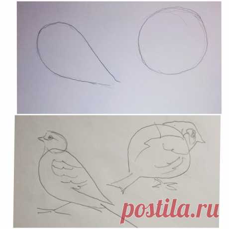 Как научиться рисовать птиц. | Рисовать просто | Яндекс Дзен