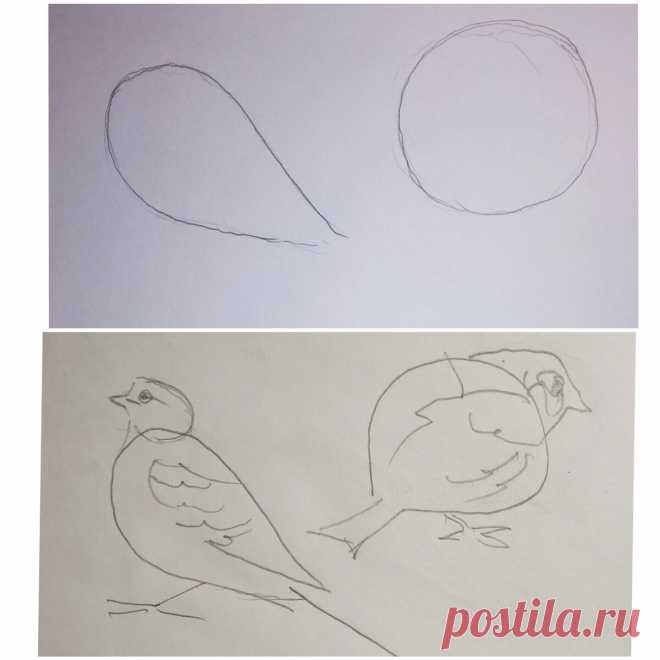 Как научиться рисовать птиц. | Рисовать просто | Яндекс Дзен