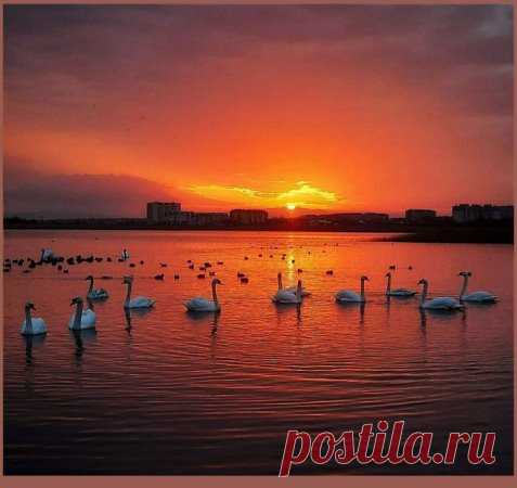 Потрясающий рассвет среди лебедей в Анапе
Фото: Юрий Озаровский