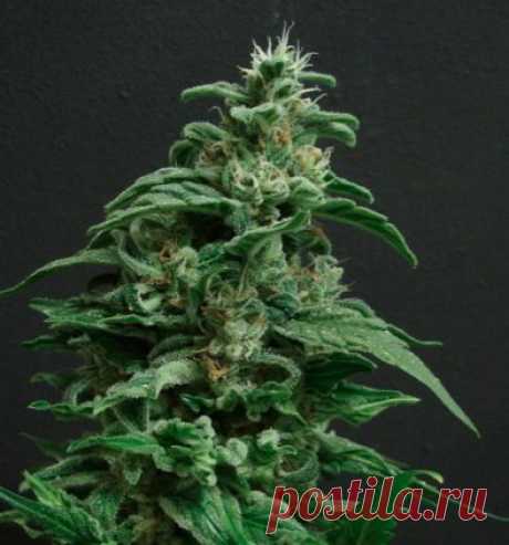 Black Widow Fem
Genetics: White Widow x Black Domina
Phenotype: Sativa 25 %, Indica 75%    
 This variety is almost no different from the other known type of cannabis with a similar name - White Widow varieties , except, perhaps , rich dark purple tide , such as bottomless as the night sky of October - this month and keep up with the Black Widow killer crop . 
#Amsterdam_Seeds