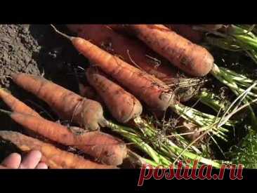 Как быстро и просто посеять морковь