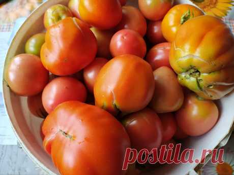 Ствол не выдерживает такого количества плодов. Посадила три удачных урожайных сорта томатов по совету из комментария. | Жизнь по-деревенски | Дзен