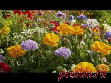 Edible flowers have been used in cooking since ancient times. Клумба з їстівними квітами