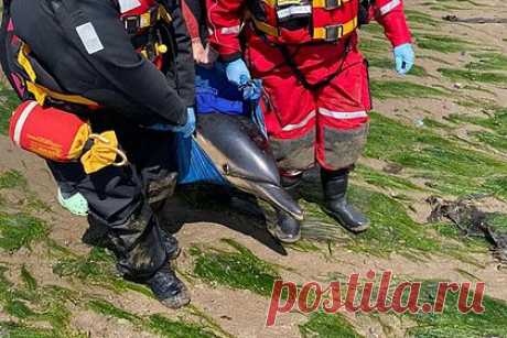 Волонтеры спасли застрявших на мелководье дельфинов. В Великобритании волонтеры и сотрудники благотворительной организации спасли двух застрявших на мелководье дельфинов. Их заметили на пляже утром в среду, 5 июля. Чтобы оказать помощь животным, на место приехала команда Королевского национального института спасательных шлюпок и волонтеры.