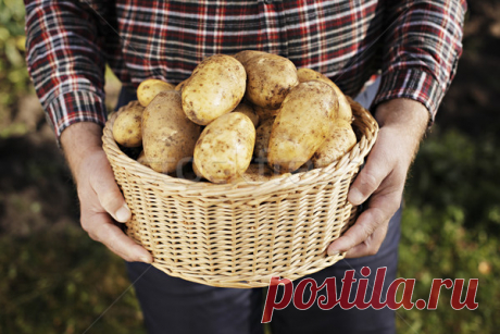 7 секретов огромного урожая картошки