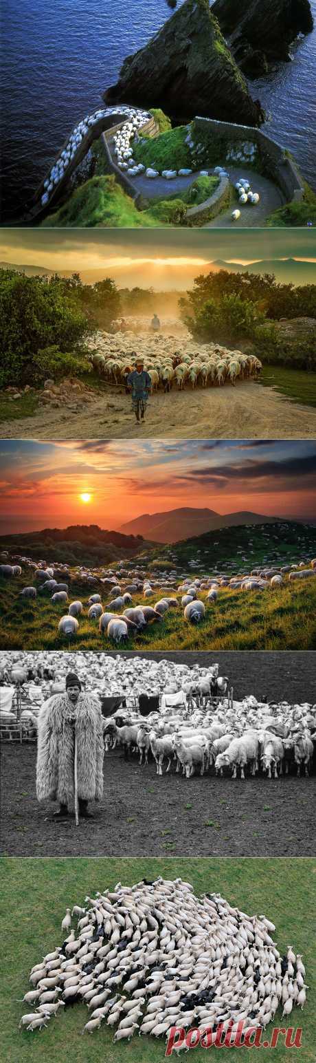 Колоритные пейзажи с овцами - 25 фото