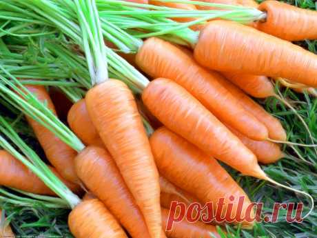 Чем болеет морковь, симптомы и лечение - Овощи - Женский Мир