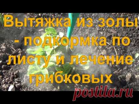 26 Зольный раствор в июле! - подкормка по листу, лечение фитофтороза и гнили, изгоняем вредителей.