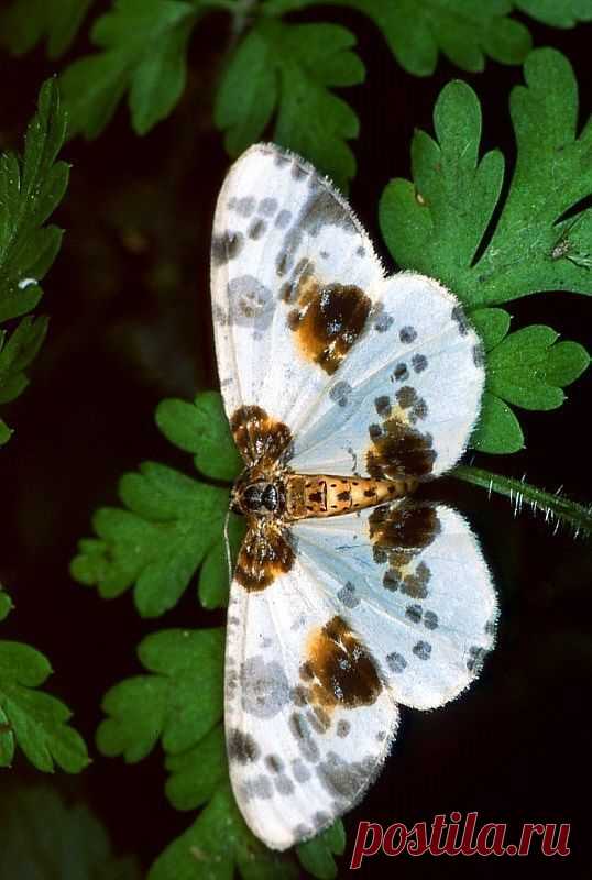 Butterfly haircut butterfly tattoos butterfly locs butterfly nails butterfly wallpaper butterfly