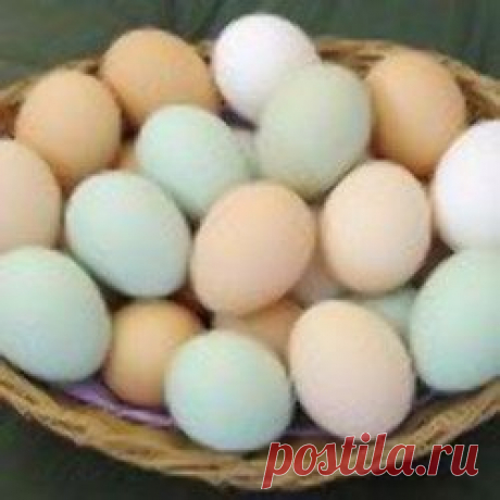 К чему приводит регулярное употребление яиц: вывод ученых
