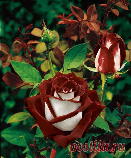 Двуцветная роза сорта Osiria