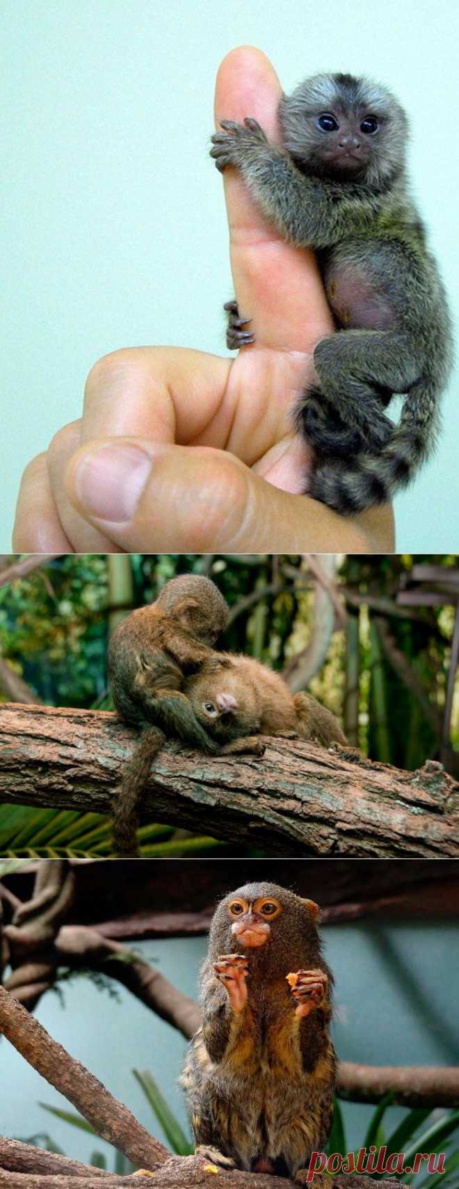Самая маленькая в мире обезьяна – карликовая игрунка.