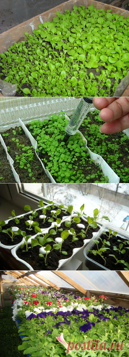 Выращивание рассады петунии в домашних условиях | Цветовод-Консалтинг