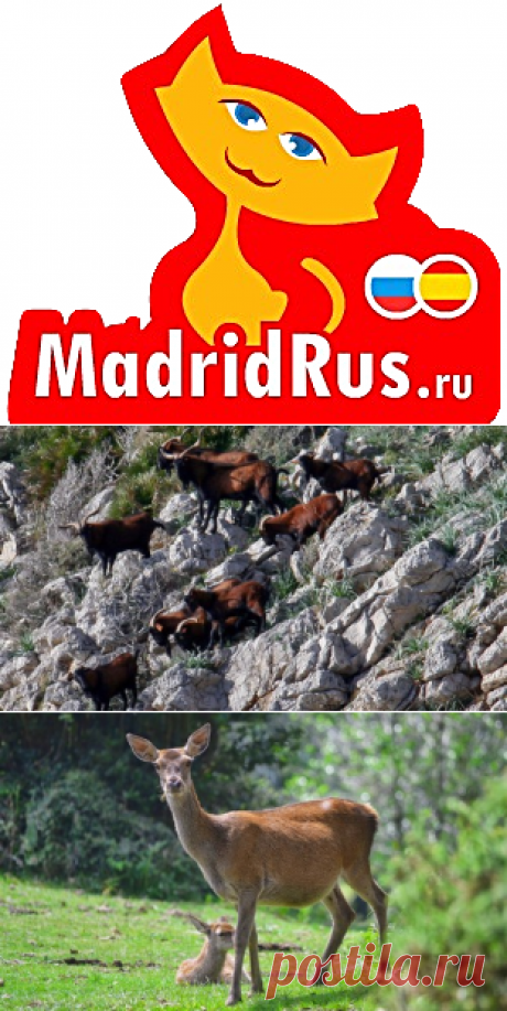 Охота в Испании круглый год, во всех регионах Испании, охота на кабана, козерога, муфлона, иберийскую лань, на красного иберийского оленя, на серну, охота на птиц фазан, куропатка , утка.