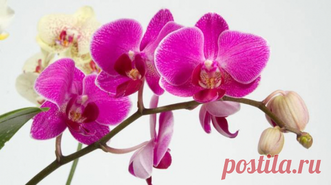 Как поливать орхидею во время цветения: правила полива и уход