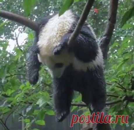 В дикой природе гигантские панды засыпают в любом месте