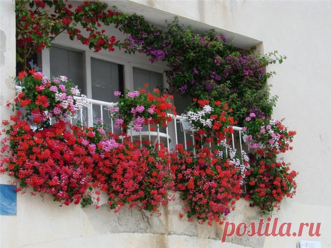 Цветы на балконе: какие балконные, ампельные, вьющиеся растения посадить, как сделать подбор и украсить помещение