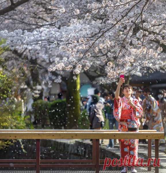 Ханами — время когда цветет сакура. Автор фото – Михаил Воробьев: nat-geo.ru/photo/user/9758/