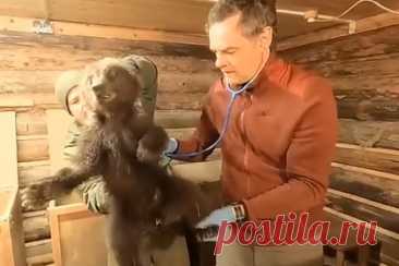 В Новосибирской области спасли медведицу