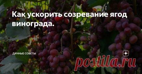 Как ускорить созревание ягод винограда. Мечта любого виноградаря – получение урожая раньше положенного  срока. Конечно можно подождать пока он самостоятельно созреет и покупать  грозди. Но ведь домашний виноград вкуснее, ароматней, слаще и гораздо  вкуснее. Получить урожай немного раньше возможно, но придется применить  несколько хитростей.
Чтобы будущий саженец давал урожай немного раньше, посадить его стоит на южной стороне, под высок