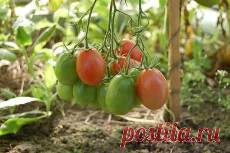 Как формировать томаты в теплице и открытом грунте: все способы