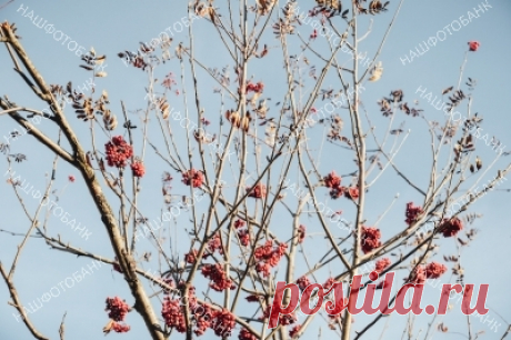Рябина на фоне голубого неба Дерево рябины с красными ягодами осенью. Осенний природный растительный фон.