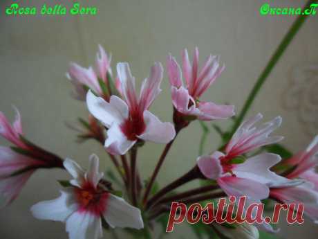 Rosa della Sera-звездчатая пеларгония.Цветы  от нежно-розового до белого. Серединка цветка темно- розовая. Красивые резные листья.