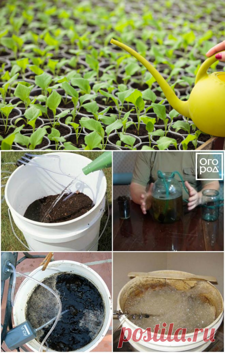Что такое компостный чай, как его правильно сделать и применять на даче