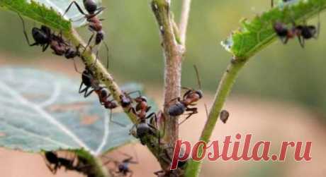 Нашатырный спирт против муравьев — Домашние