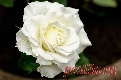 White Rose Flowers Wallpapers | Beautiful Flowers Wallpapers