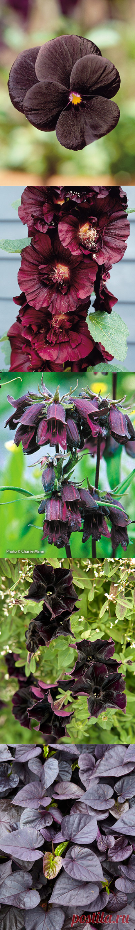 Black flowers & foliage | Garden Gate