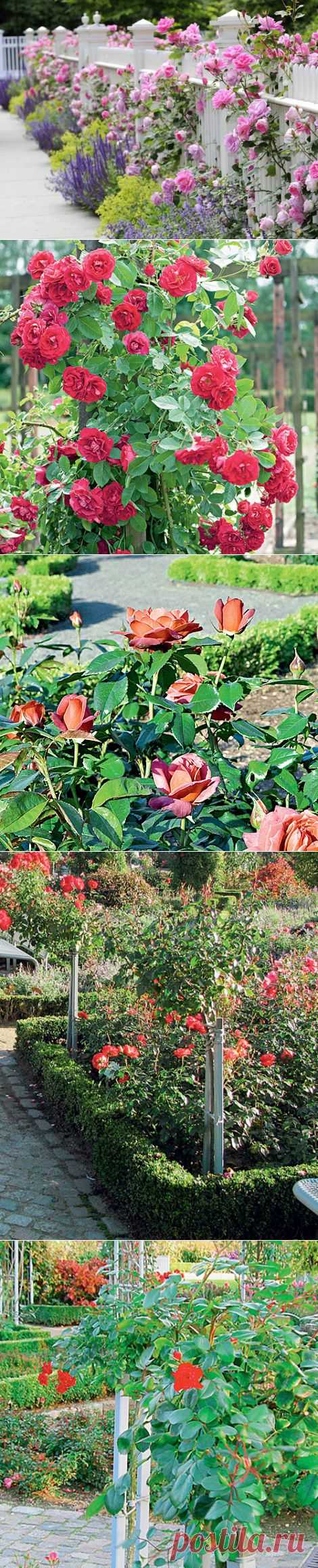 Розы в вашем саду— выращивание и уход