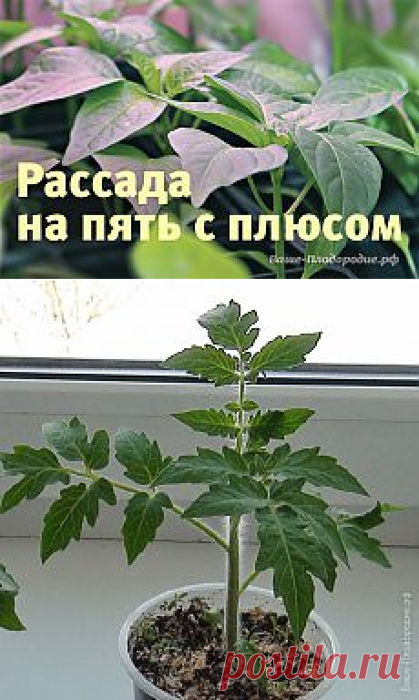 Поиск на Постиле: рассада