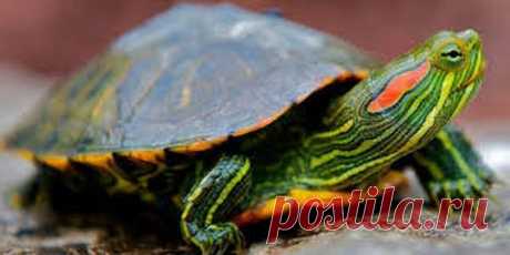 Уход за черепахами – ликбез для начинающих Уход за черепахами требует внимания и ответственности. Вот некоторые ключевые моменты, которые нужно знать начинающим владельцам черепах:...