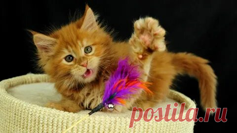 смешные котята: 2 тыс изображений найдено в Яндекс.Картинках